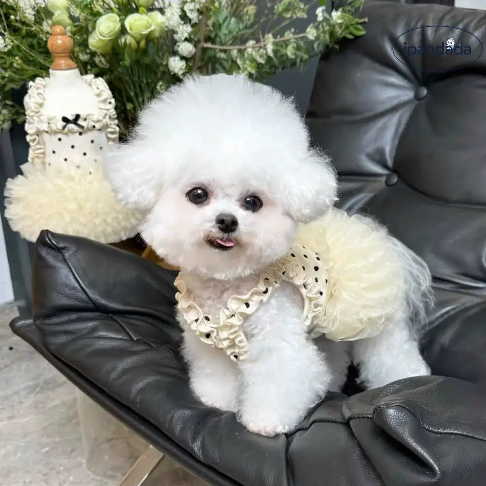 薄手 通気性 ペット服 フラワー プリント フリル スリーブ プリンセス ドレス 子犬 猫 夏 紫外線対策 涼しい 軽量 かわいい おしゃれ 小型犬用 散歩 室内用 メッシュ 快適 キュート デザイン ペットウェア 春夏 ガーゼ素材