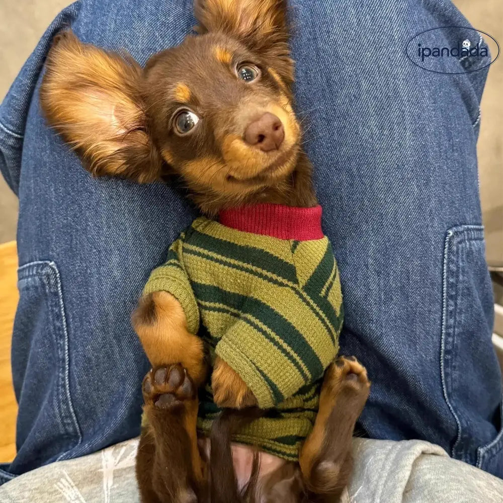 ダックスフンド ペットウェア 小型犬 秋冬 新作 猫用 グリーン ストライプ 二足タイプ 可愛い ベスト ID3483