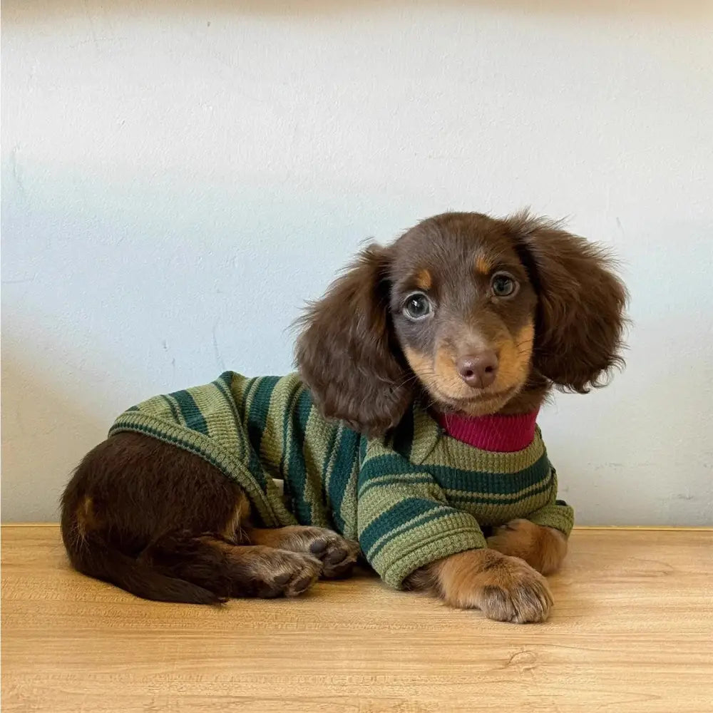 ダックスフンド ペットウェア 小型犬 秋冬 新作 猫用 グリーン ストライプ 二足タイプ 可愛い ベスト ID3483 グリーン / S