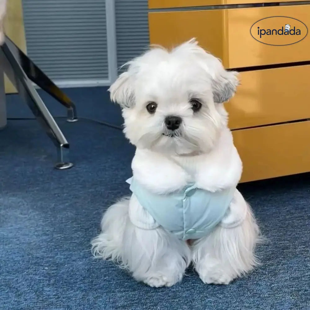 冬用 保温 ドッグ 蝶結び コットンジャケット ペット用 秋冬 保温 猫用 ベスト プリンセス タイディ 小型犬用 ID3471