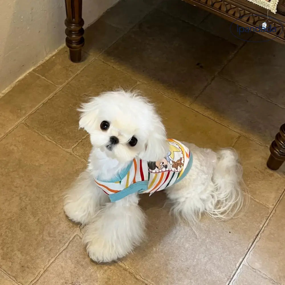 かわいい カートゥーン ストライプ Tシャツ マルチーズ シーズー ヨークシャー ミッキー ベビー ベスト レインボーストライプ ID4427 ペット用品＞ウェア
