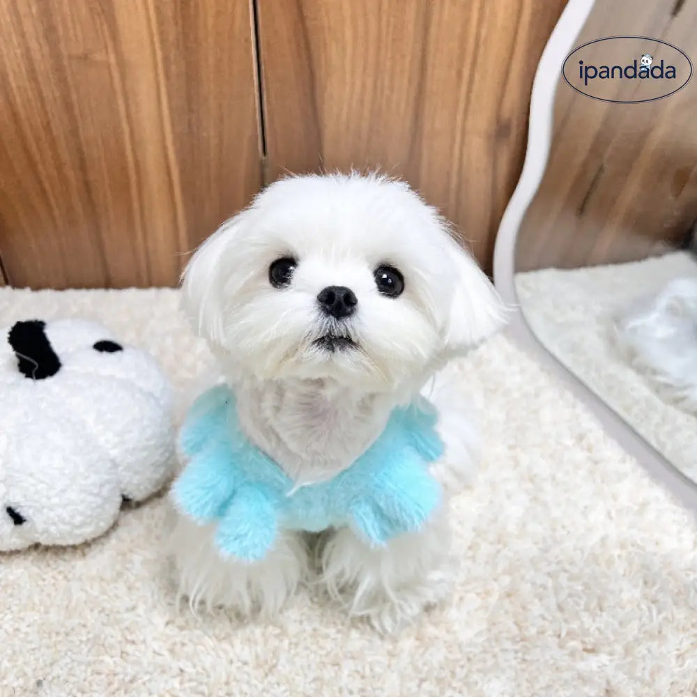 可愛い 保温 ペット フリル ストラップ セーター 猫 犬 秋冬 ヨークシャー マルチーズ ID2763