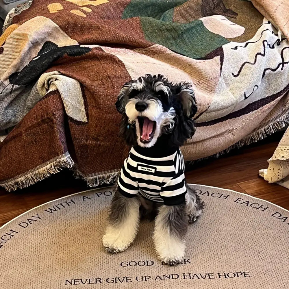 春秋用 犬用 ウェア 新作 シュナウザー テディ ビション フリーゼ 猫用 服 ID4146 写真通り / XS