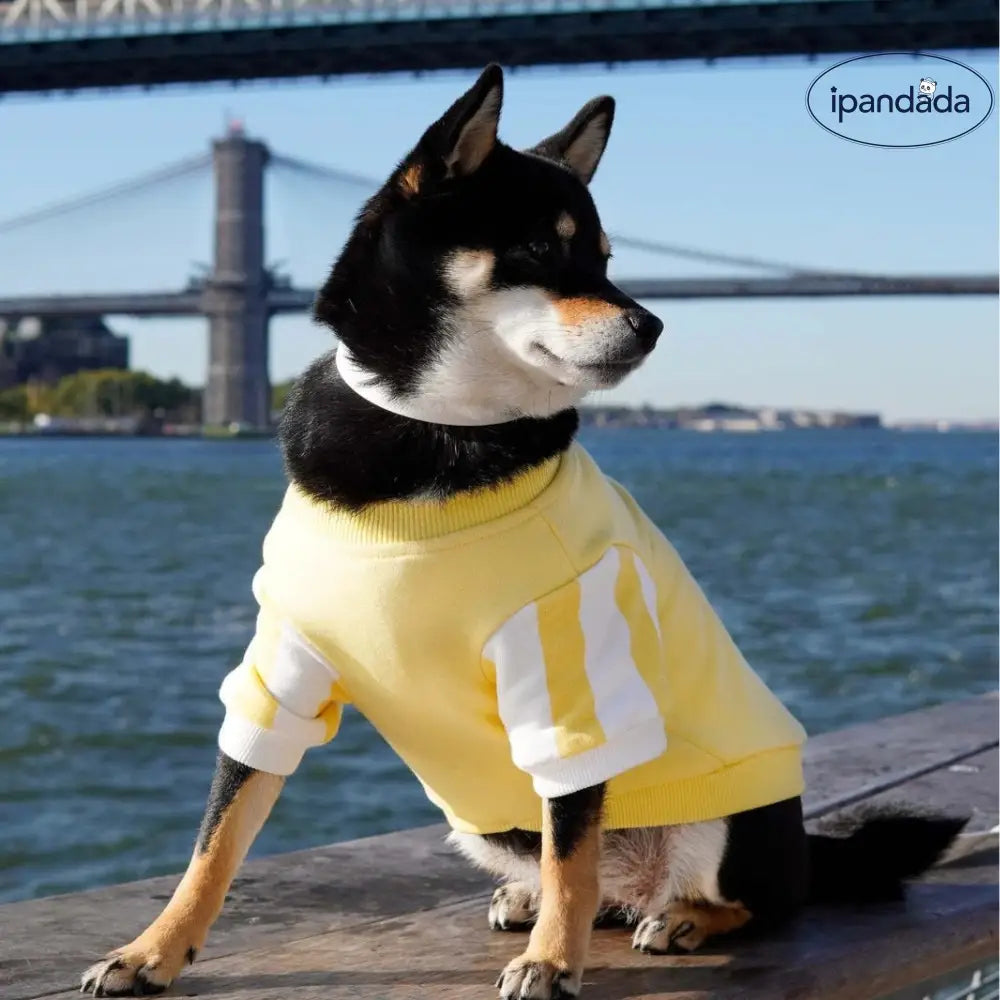 ペット用 犬 猫 多色 スポーツウェア ペットウェア 親子コーデ 外出用 スポーツ 毛が抜けにくい ビションフリーゼ ID2377