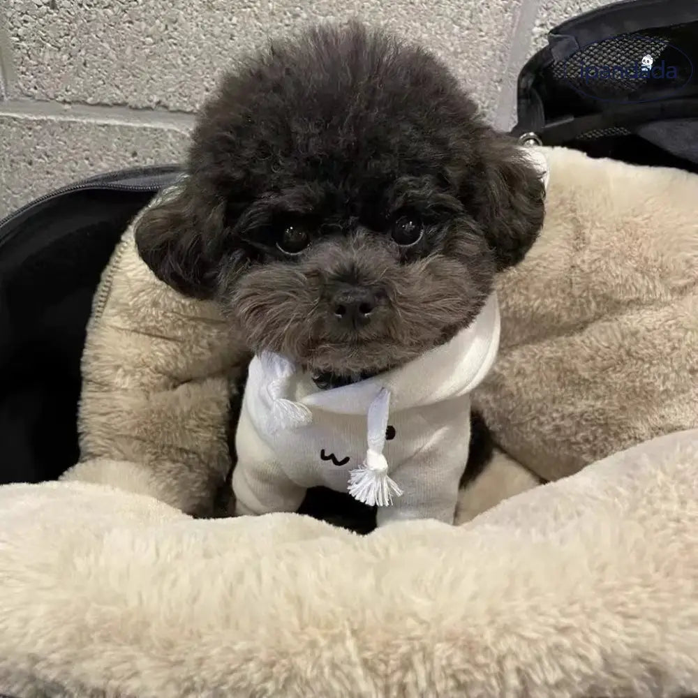 犬 服 ウサギ うさ耳 XS～XL 犬の服 犬服 着ぐるみ チワワ小型犬用 かわいい おしゃれ ドッグウェア ペット用品＞ウェア