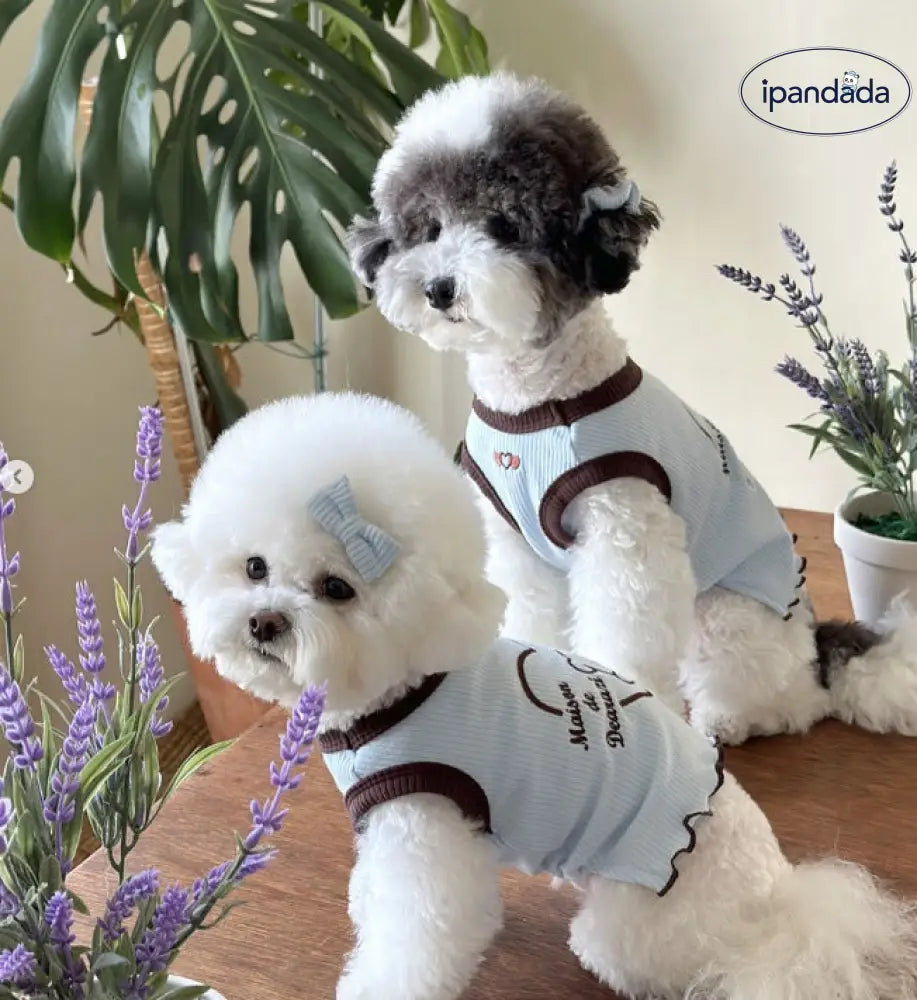 姫 犬服 青いクマデザイン フリース素材 2025年秋冬新商品】くまカジブルゾン | BRAND,PetQueen | 犬服など