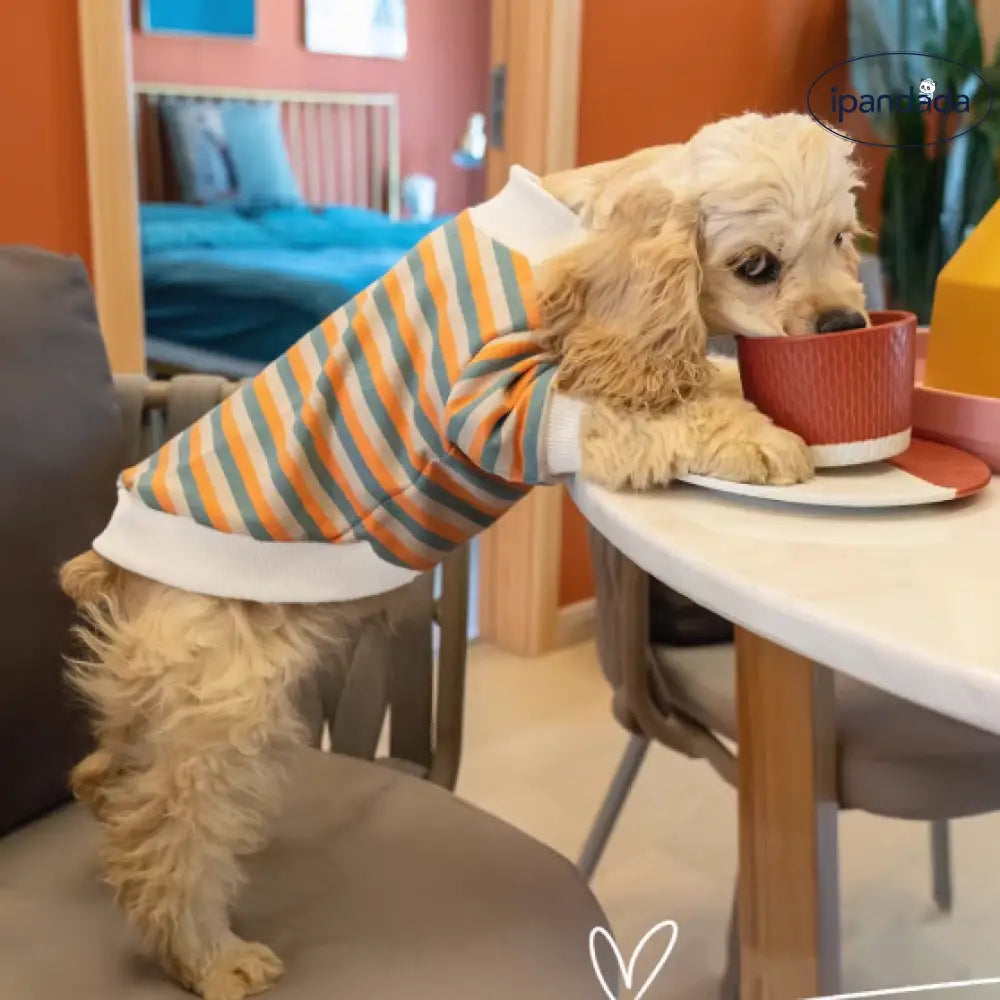 小型犬服 かわいい ドッグウェア ボーダー ペット おしゃれ 伸縮性あり 洋服 可愛い 春夏 インスタ映え お出掛け お散歩 お旅行 ペット用品＞ウェア
